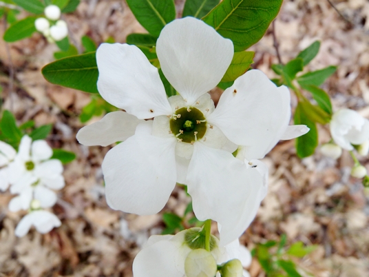 {Exochorda racemosa}